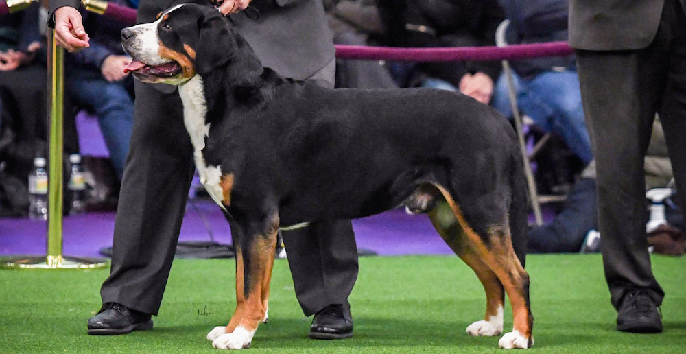 Norman Greater Swiss Mountain Dog - Westminster Kennel Club Best of Breed 2018 - Jen Milani photo