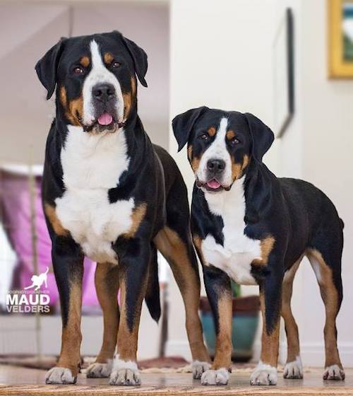 Greater Swiss Mountain Dogs Norman and Louise 2018 - Maud Velders photo